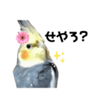 オカメインコのモコちゃん（個別スタンプ：17）
