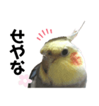 オカメインコのモコちゃん（個別スタンプ：18）