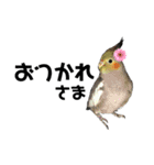 オカメインコのモコちゃん（個別スタンプ：19）