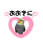 オカメインコのモコちゃん（個別スタンプ：21）