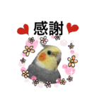 オカメインコのモコちゃん（個別スタンプ：23）