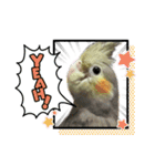 オカメインコのモコちゃん（個別スタンプ：24）
