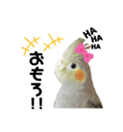 オカメインコのモコちゃん（個別スタンプ：26）