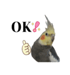 オカメインコのモコちゃん（個別スタンプ：27）