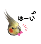 オカメインコのモコちゃん（個別スタンプ：28）