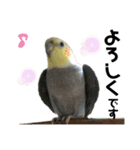 オカメインコのモコちゃん（個別スタンプ：29）
