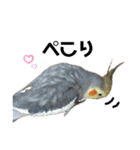 オカメインコのモコちゃん（個別スタンプ：30）