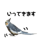 オカメインコのモコちゃん（個別スタンプ：31）
