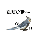 オカメインコのモコちゃん（個別スタンプ：32）