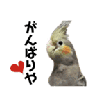 オカメインコのモコちゃん（個別スタンプ：33）