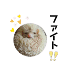 オカメインコのモコちゃん（個別スタンプ：34）