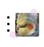 オカメインコのモコちゃん（個別スタンプ：35）
