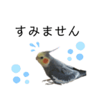 オカメインコのモコちゃん（個別スタンプ：36）