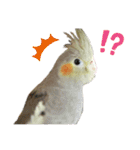 オカメインコのモコちゃん（個別スタンプ：38）