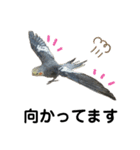 オカメインコのモコちゃん（個別スタンプ：39）
