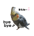 オカメインコのモコちゃん（個別スタンプ：40）
