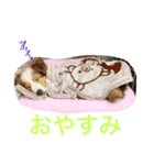 シェルティパピー はのん（個別スタンプ：2）