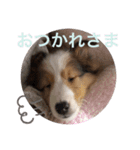 シェルティパピー はのん（個別スタンプ：5）