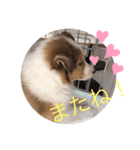 シェルティパピー はのん（個別スタンプ：6）