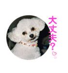 とむはうすの家族 犬猫2（個別スタンプ：1）