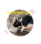 とむはうすの家族 犬猫2（個別スタンプ：2）