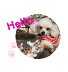とむはうすの家族 犬猫2（個別スタンプ：3）