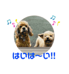 とむはうすの家族 犬猫2（個別スタンプ：4）