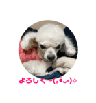 とむはうすの家族 犬猫2（個別スタンプ：5）