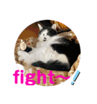 とむはうすの家族 犬猫2（個別スタンプ：6）
