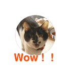 とむはうすの家族 犬猫2（個別スタンプ：8）