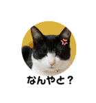 とむはうすの家族 犬猫2（個別スタンプ：9）