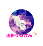 とむはうすの家族 犬猫2（個別スタンプ：10）