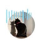 とむはうすの家族 犬猫2（個別スタンプ：11）