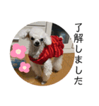 とむはうすの家族 犬猫2（個別スタンプ：12）