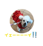 とむはうすの家族 犬猫2（個別スタンプ：13）