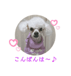 とむはうすの家族 犬猫2（個別スタンプ：15）