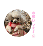 とむはうすの家族 犬猫2（個別スタンプ：16）