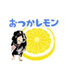 ミニチュアダックスの気ままなランチ⑱（個別スタンプ：3）