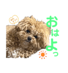 ビションプーのぽんた④（個別スタンプ：6）