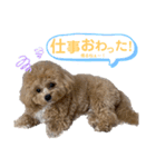 ビションプーのぽんた④（個別スタンプ：7）