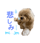 ビションプーのぽんた④（個別スタンプ：8）