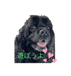 黒コッカー チョコ＆おともだち3（個別スタンプ：1）