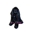 黒コッカー チョコ＆おともだち3（個別スタンプ：5）