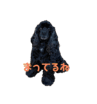 黒コッカー チョコ＆おともだち3（個別スタンプ：14）