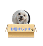 黒コッカー チョコ＆おともだち3（個別スタンプ：20）