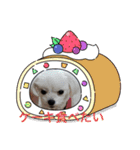 黒コッカー チョコ＆おともだち3（個別スタンプ：21）