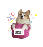杏ちゃーん！（個別スタンプ：1）