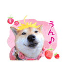 柴犬ロコの日常（個別スタンプ：9）