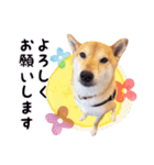 柴犬ロコの日常（個別スタンプ：16）
