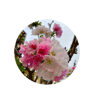 桜 スタンプ 1（個別スタンプ：2）